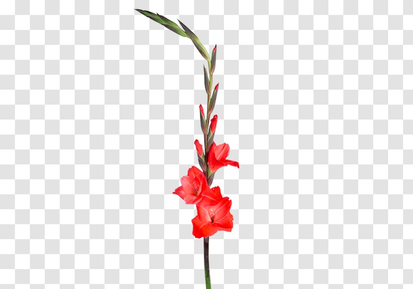 Gladiolus Plant Stem Cut Flowers Floral Design Transparent PNG