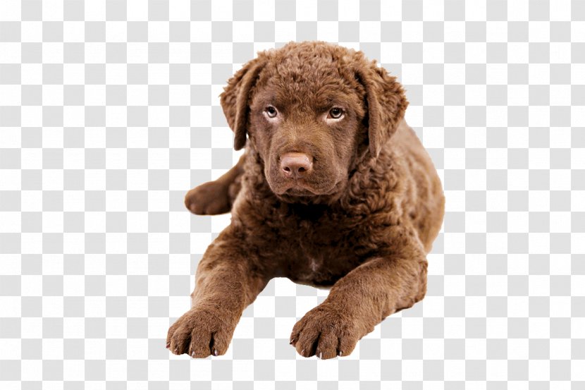 Chesapeake Bay Retriever Labrador Golden Flat-Coated Tibetan Mastiff - Carnivoran Transparent PNG