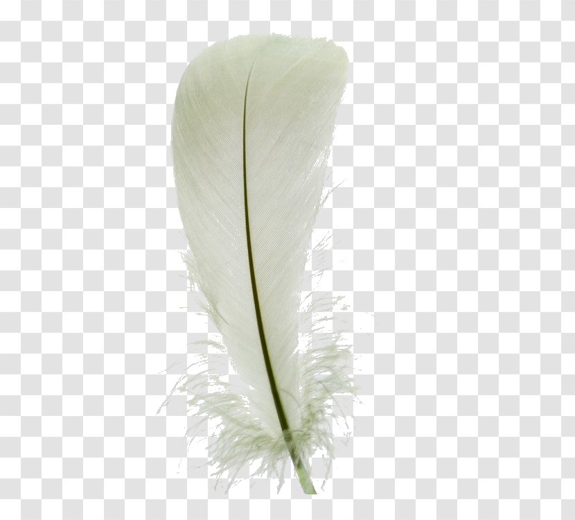 White Feather Euclidean Vector - Feathers Transparent PNG