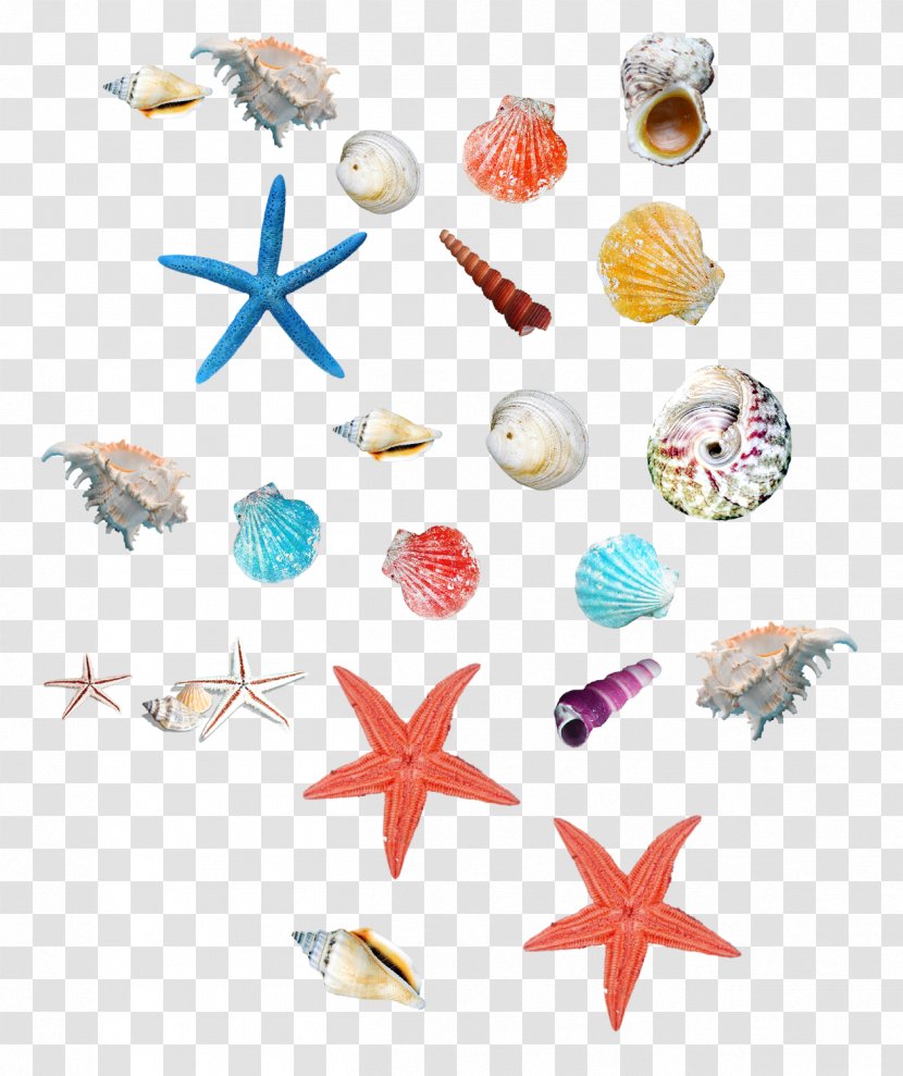 Seashell Starfish Icon - Petal - Sea And Shellfish Transparent PNG