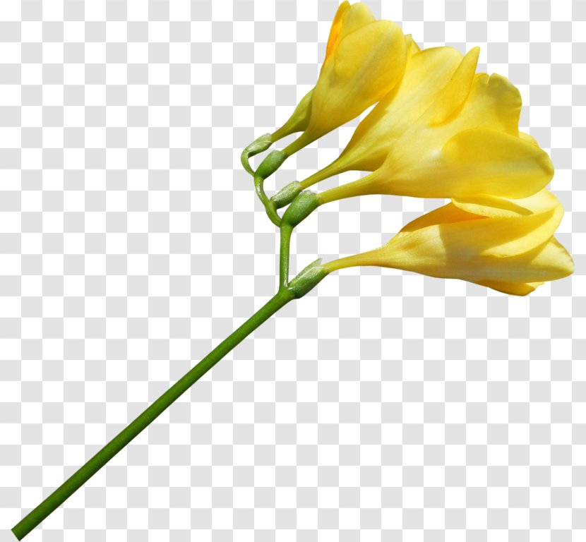 Plant Flower Yellow - Rose Family - Amber Transparent PNG