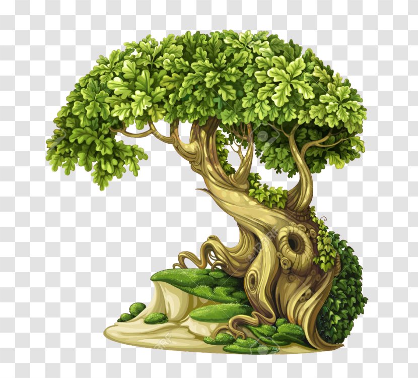Tree Oak - Drawing Transparent PNG