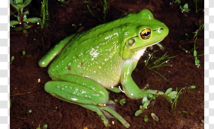 Motorbike Frog White-lipped Tree Amphibian Legs - Panamanian Golden Transparent PNG