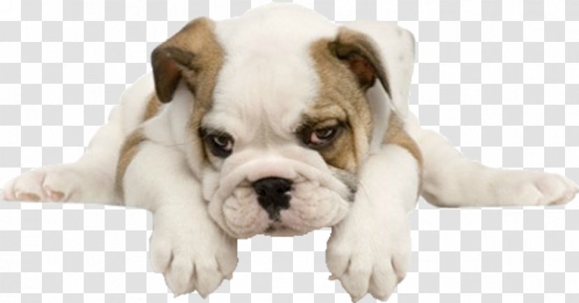 Bulldog Puppy Maltese Dog Pug Yorkshire Terrier - Non Sporting Group Transparent PNG