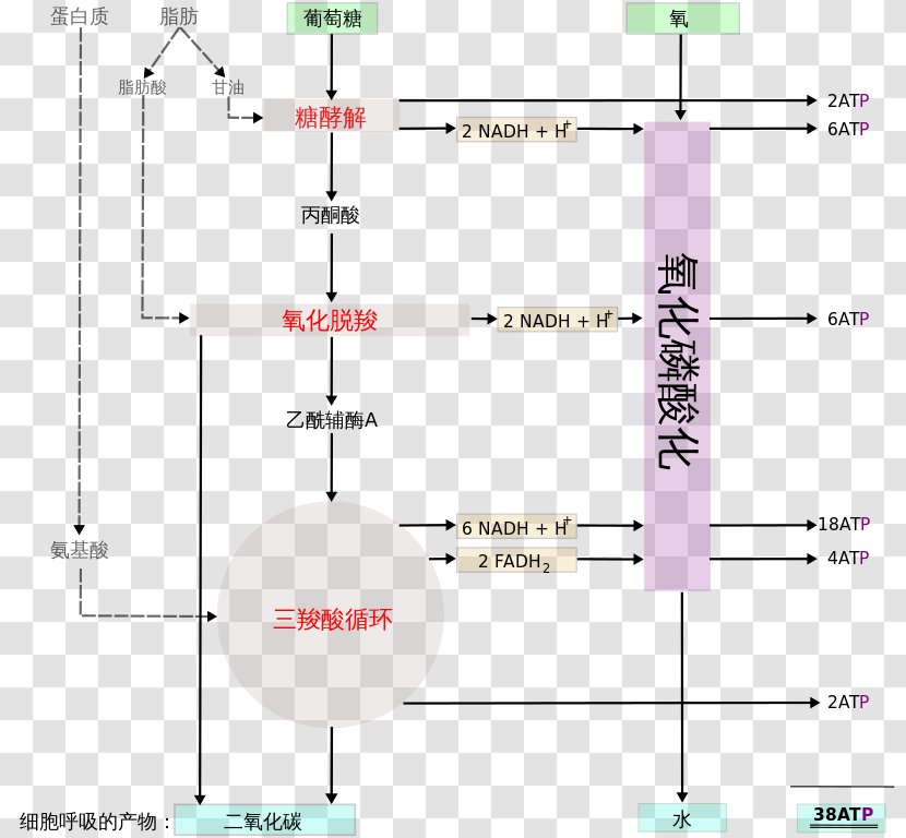 Cellular Respiration Creative Work Wikipedia - Encyclopedia Transparent PNG