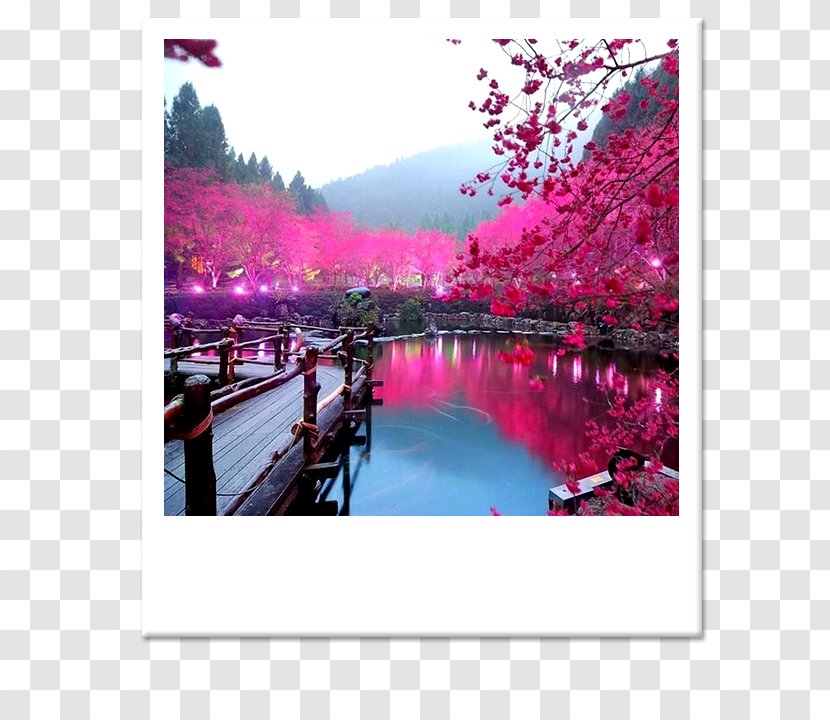 Japan Cherry Blossom Landscape - Nature Transparent PNG