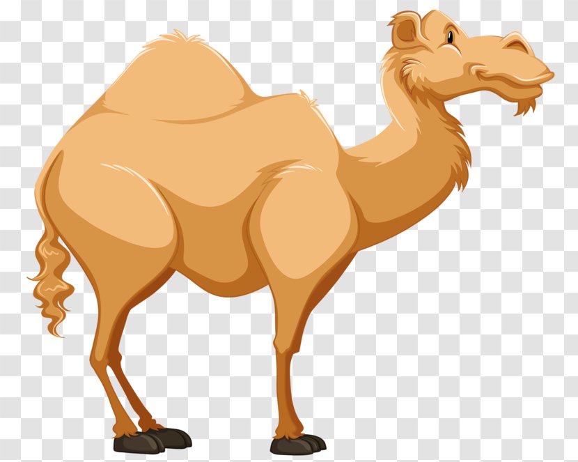 Dromedary Cartoon Tengger Desert Clip Art - Mammal - A Camel Transparent PNG