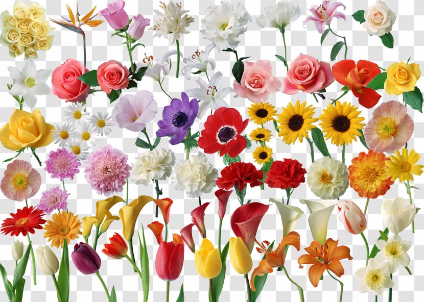 Flower Computer File - Plant - Bright Flowers Transparent PNG