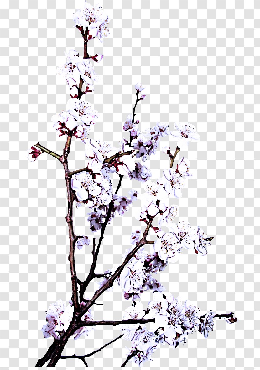 Branch Tree Lilac Twig Plant - Woody - Stem Transparent PNG