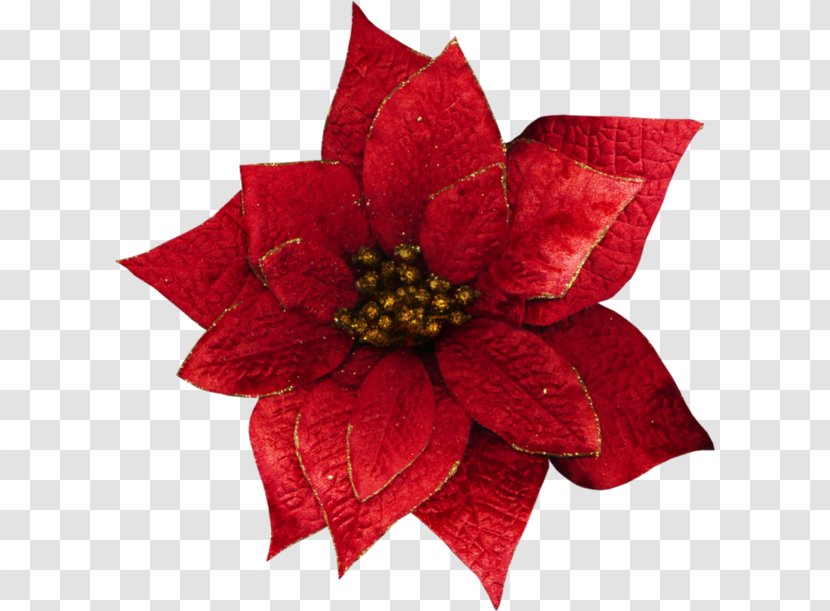 Christmas Flower Poinsettia Petal Transparent PNG