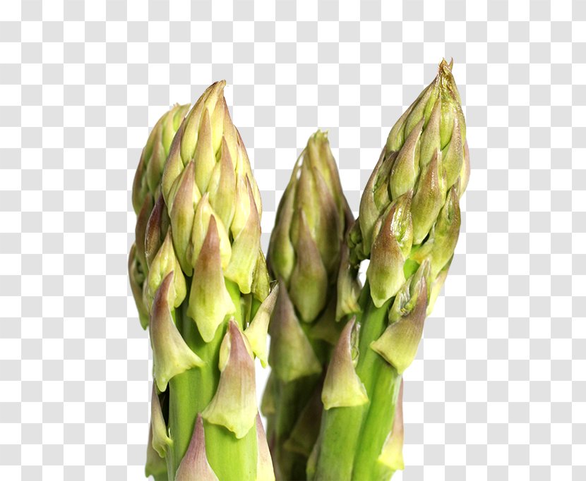 Asparagus Bamboo Shoot Vegetable - Search Engine - Delicious Shoots Transparent PNG