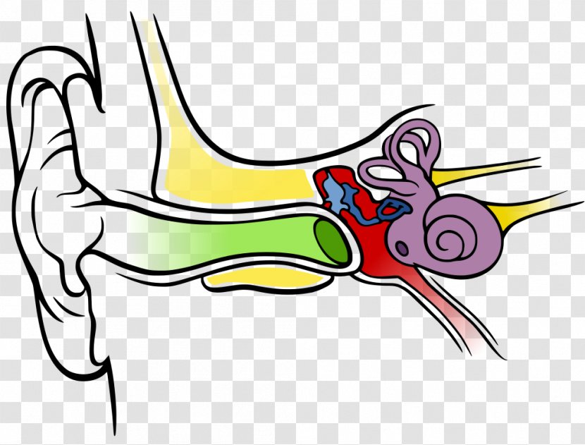 Inner Ear Diagram Outer Hearing - Flower - Ears Transparent PNG