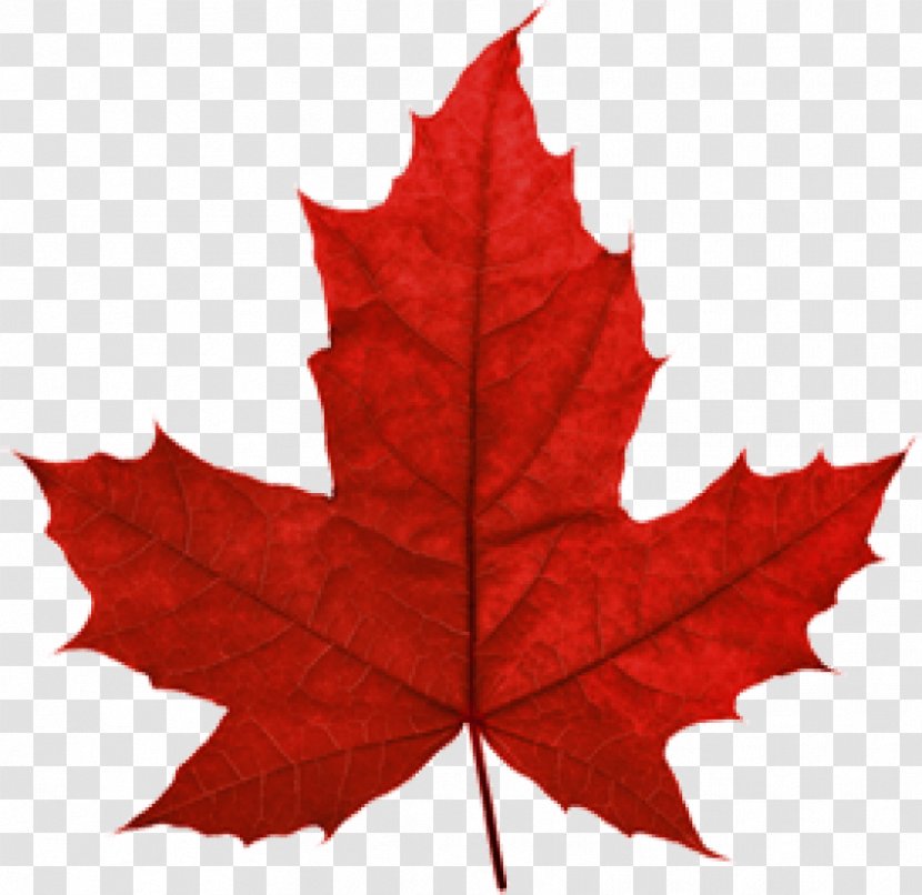 Maple Leaf Clip Art Canada Transparent PNG