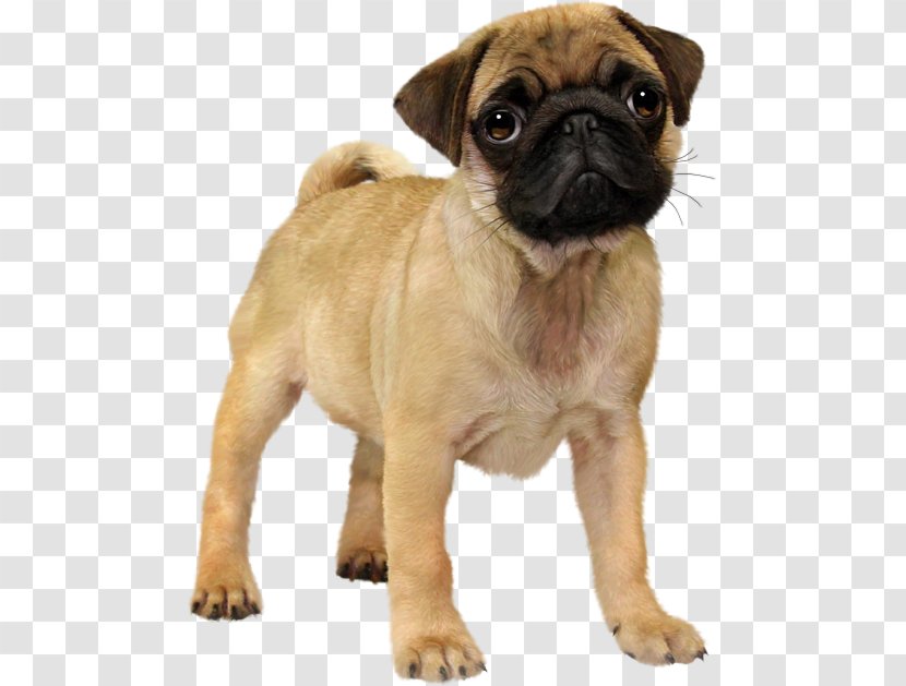 Pug Puppy Animal Dog Breed - Group Transparent PNG