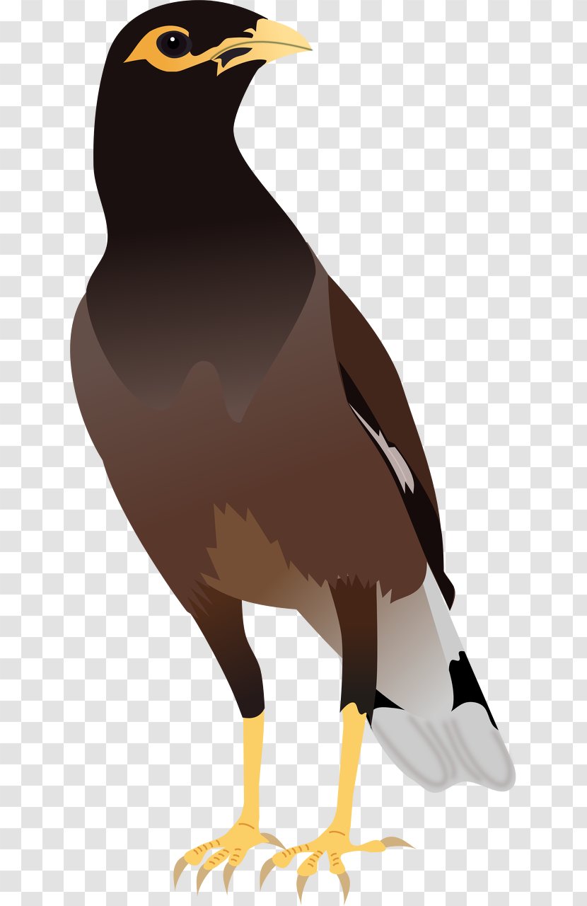 Common Myna Bird Hill Clip Art - Overlapping Transparent PNG