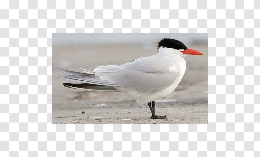 Gulls Water Bird Wader Beak - Charadriiformes Transparent PNG
