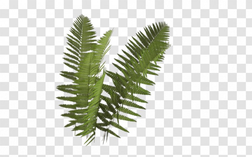 Fern Plant Leaf Rendering Transparent PNG