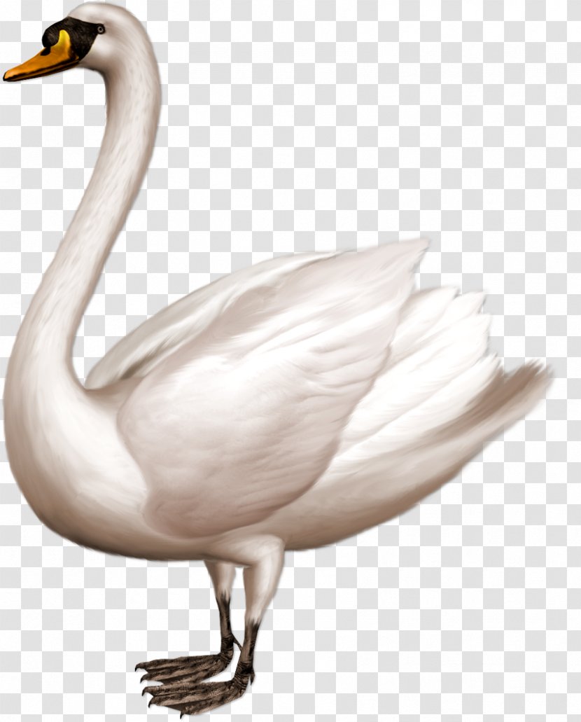 Swan Domestic Goose - Screenshot Transparent PNG