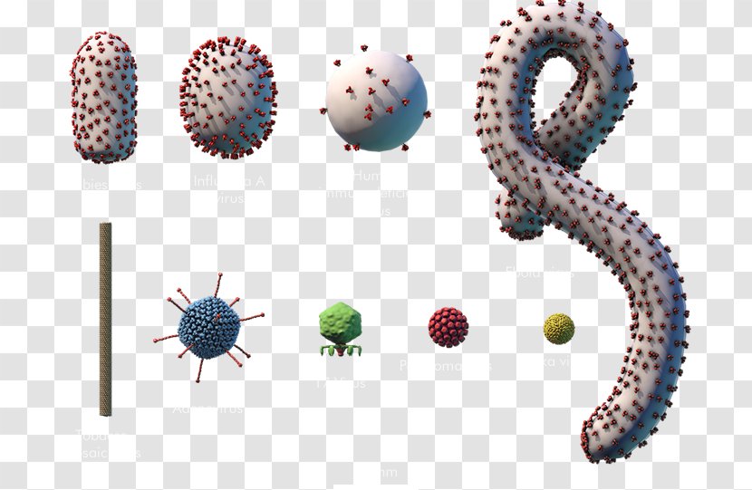 Ebola Virus Disease Microorganism Bacteria EBOV - Vaccine - Polyhedrosis Transparent PNG