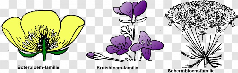 Tulip Cut Flowers Petal Clip Art - Violet - Fig Printing Transparent PNG