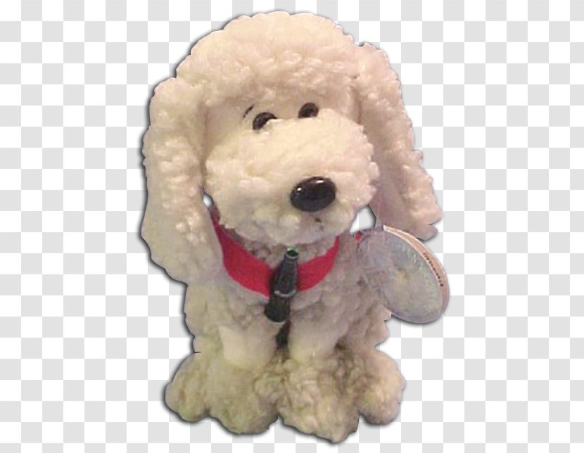 Standard Poodle Toy Miniature Cockapoo Puppy - Snout Transparent PNG