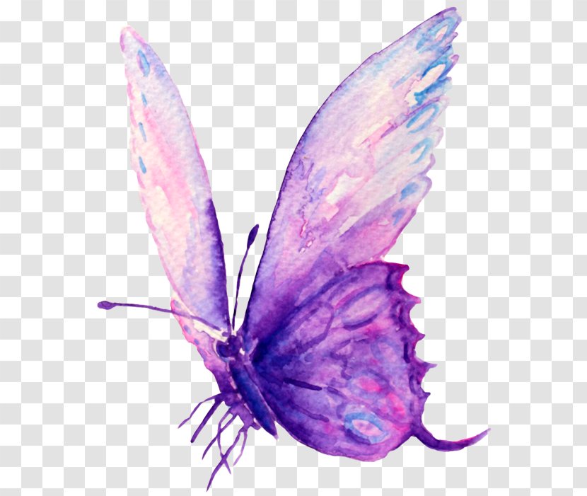 Femininity Intuition Woman Moth Wisdom - Moths And Butterflies - Butterfly Transparent PNG