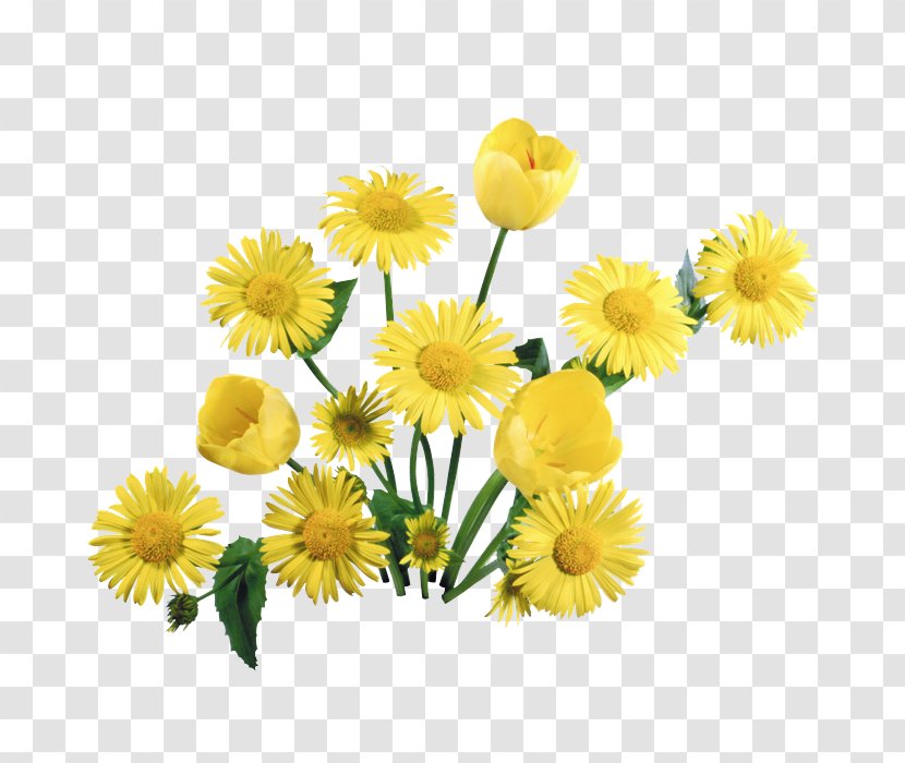 Dandelion Desktop Wallpaper Flower - Flowering Plant Transparent PNG