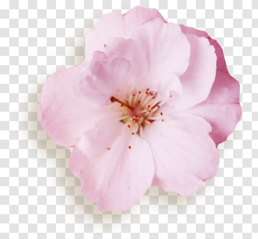 Azalea Rose Family Mallows Cherry Blossom Transparent PNG