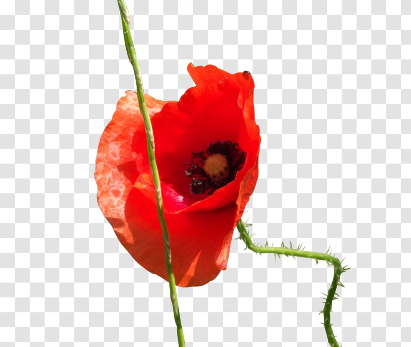 Common Poppy Cut Flowers Poppies - Coquelicot - Flower Transparent PNG