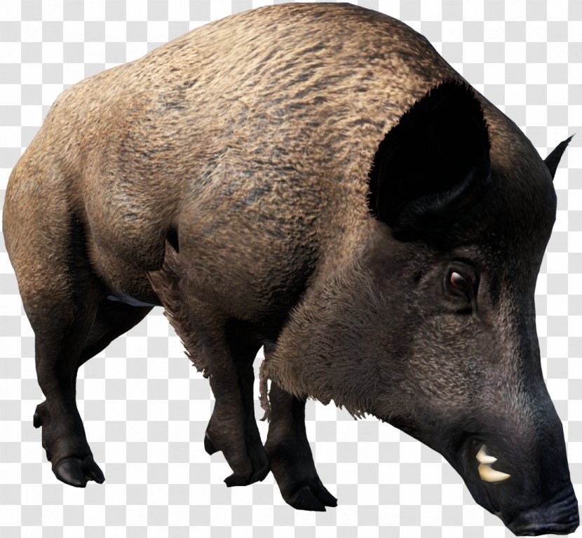 Domestic Pig Peccary Mammal Wildlife DayZ - Pile Of Guts - Boar Transparent PNG