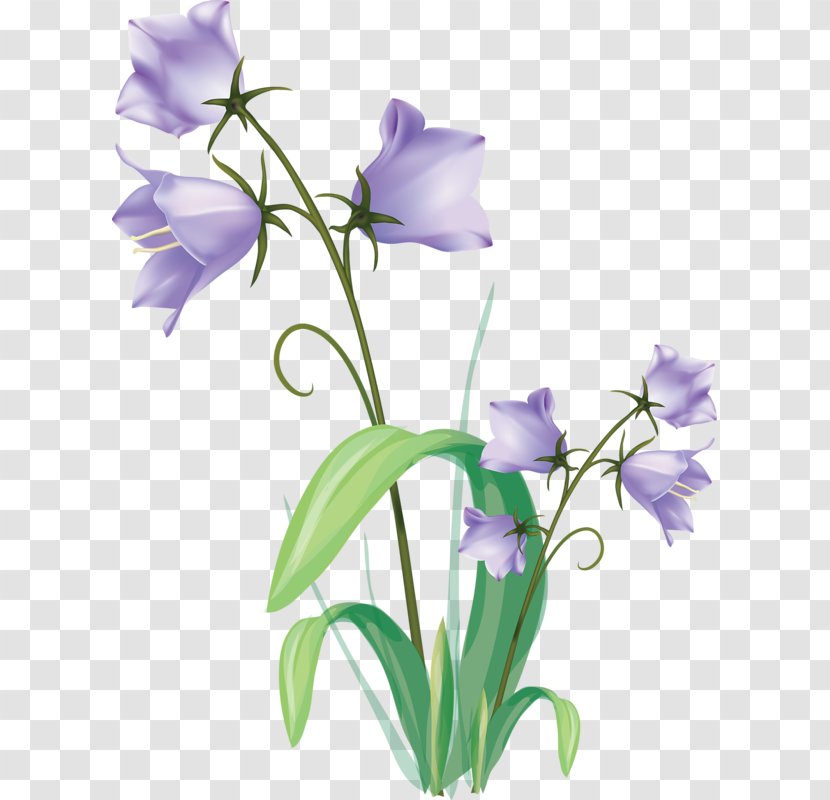Drawing Flowers Flowering Plant Vector Graphics - Flower Transparent PNG