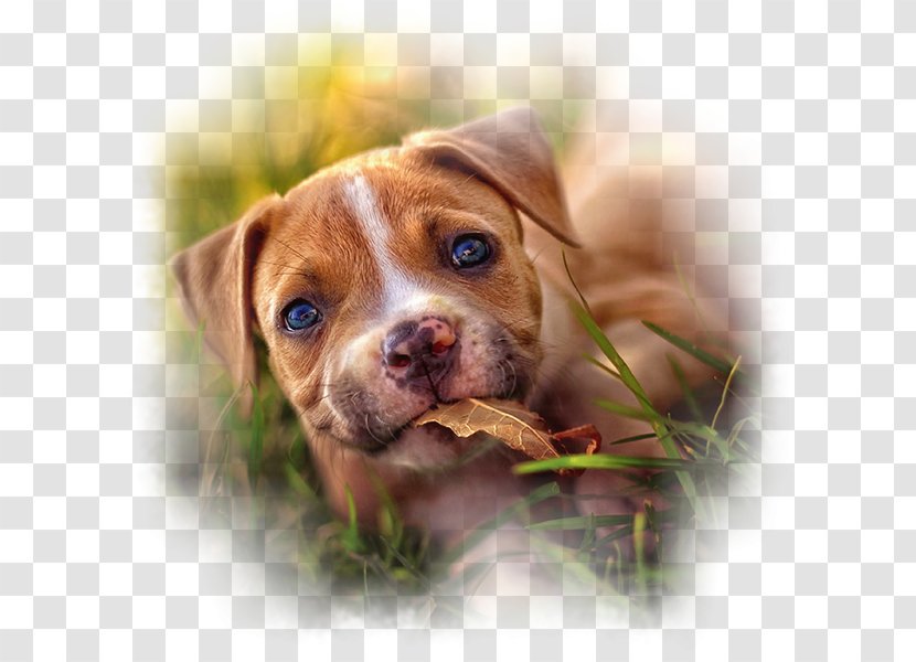 Dog Breed Puppy American Staffordshire Terrier Pit Bull Golden Retriever - Cat Transparent PNG