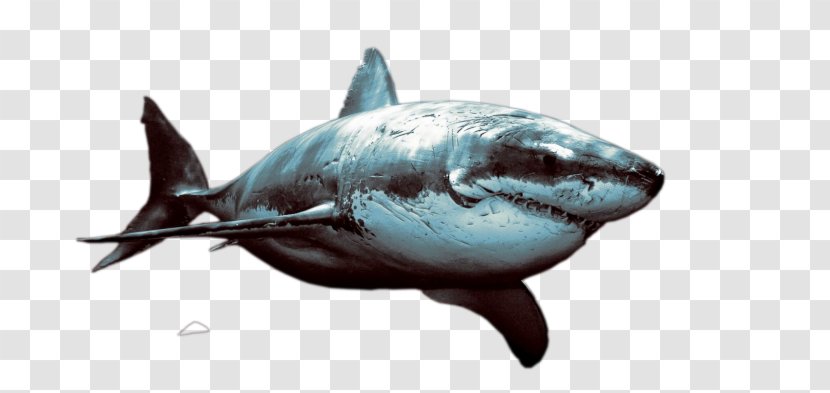 Great White Shark Mackerel Sharks Requiem Warrior Scars Animal 32x24 Print Poster Dirk Nowitzki Dallas Mavericks NBA Basketball Sport 24x18 - Fish - Painting Transparent PNG