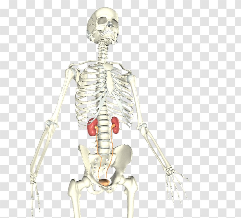 Bone Skeleton Homo Sapiens Shoulder Muscle - Frame Transparent PNG