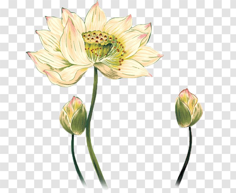 Drawing Photography - Bud - Hand-painted Lotus Transparent PNG