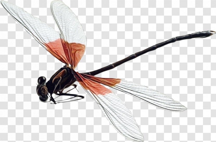 House Cartoon - Membranewinged Insect - Tachinidae Damselfly Transparent PNG