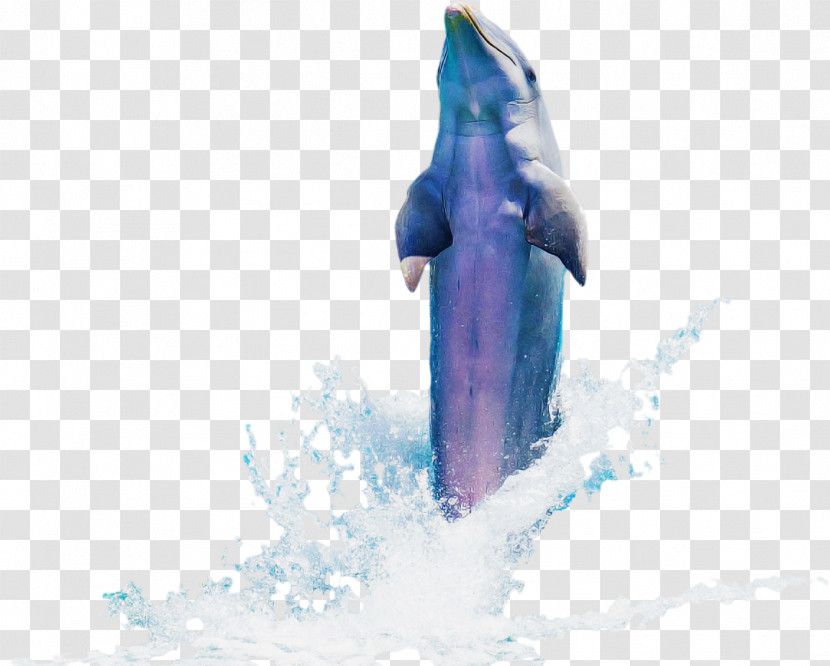 Blue Dolphin Cetacea Bottlenose Dolphin Blue Whale Transparent PNG