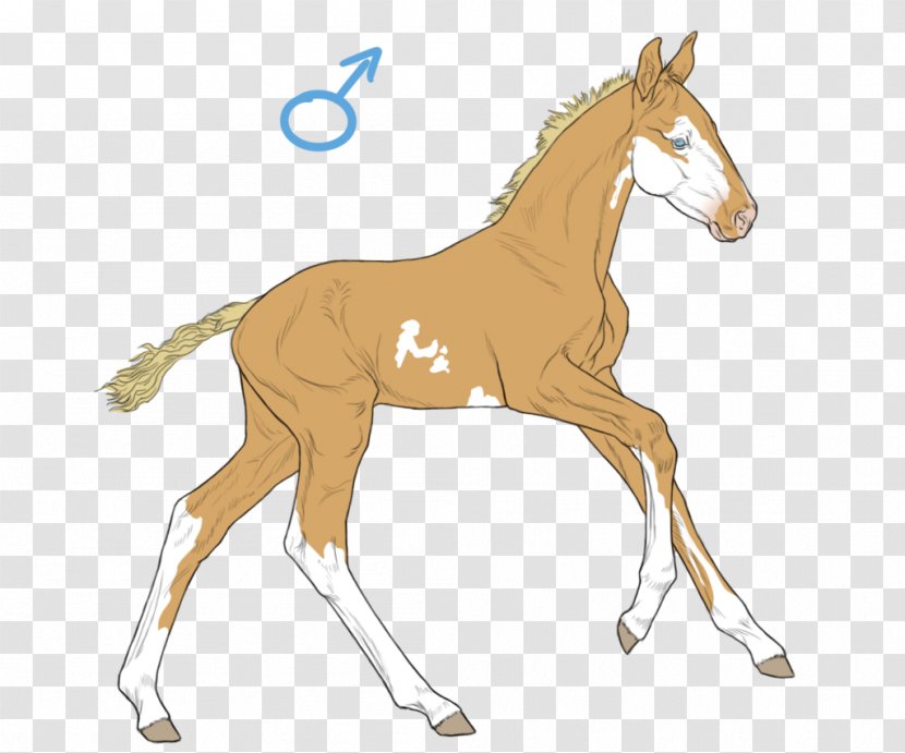 Foal Colt Mustang Stallion Pony - Animal Figure Transparent PNG