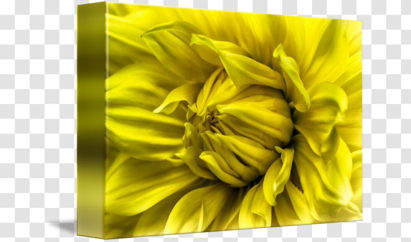 Sunflower M Close-up - Petal - Sunshine Flower Transparent PNG