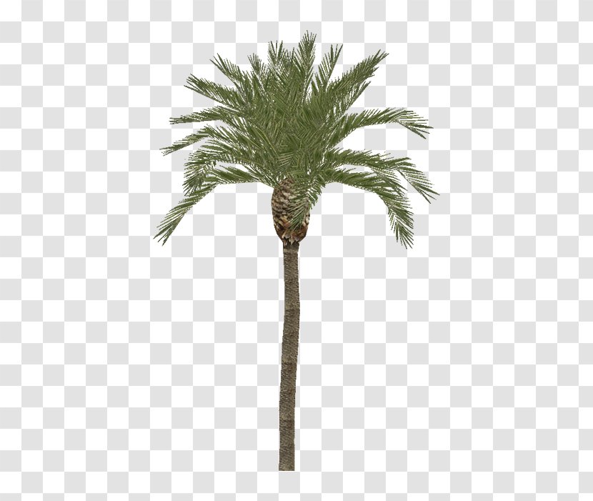 Palm Trees Bay Isle Home Robellini Tree In Pot Rhapis Excelsa Kentia - Date Transparent PNG