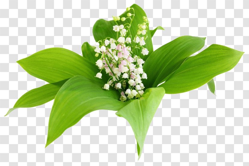 Flower Lily Of The Valley Lilium Clip Art - Plant Stem Transparent PNG