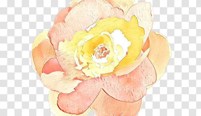 Pink Flowers Background - Floribunda - Perennial Plant Bouquet Transparent PNG