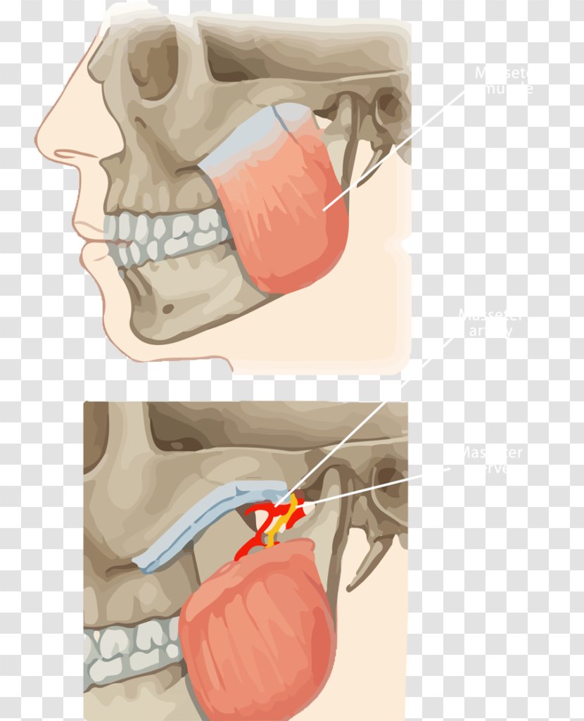 Muscles Of Mastication Masseter Muscle Lateral Pterygoid Temporomandibular Joint Medial - Tree - Pattern Corner Transparent PNG