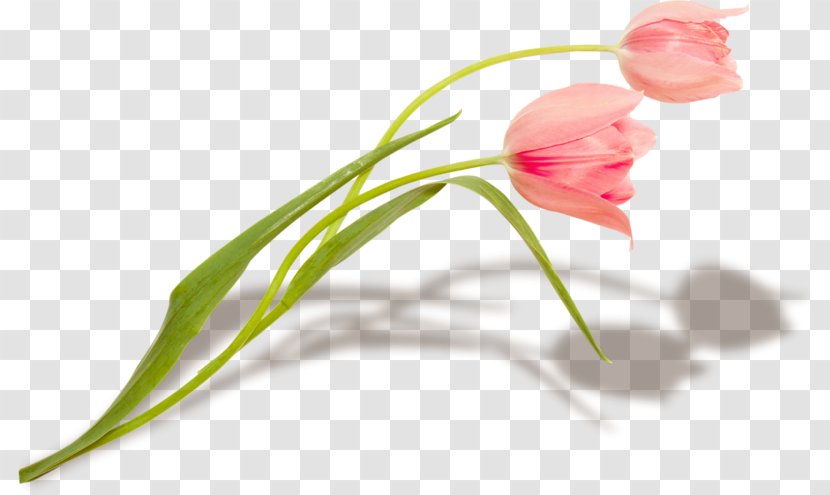 Tulip Çiçekli, Ceyhan Yüreğir Karstil Stretch Ceiling Flower - Plant Transparent PNG