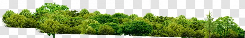 Cartoon Nature Background - Leaf - Grassland Shrub Transparent PNG