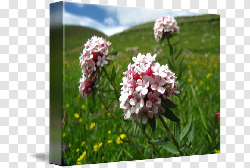 Flowering Plant Wildflower Shrub - Tibetan Arts Transparent PNG