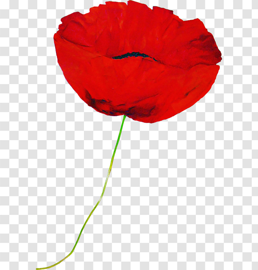Red Flower Coquelicot Petal Corn Poppy Transparent PNG