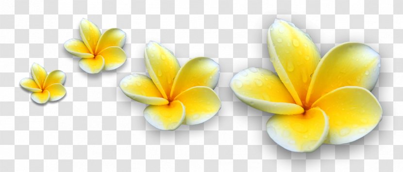 Kintamani, Bali Tanah Lot BALI TOURS Frangipani Clip Art - Cut Flowers Transparent PNG