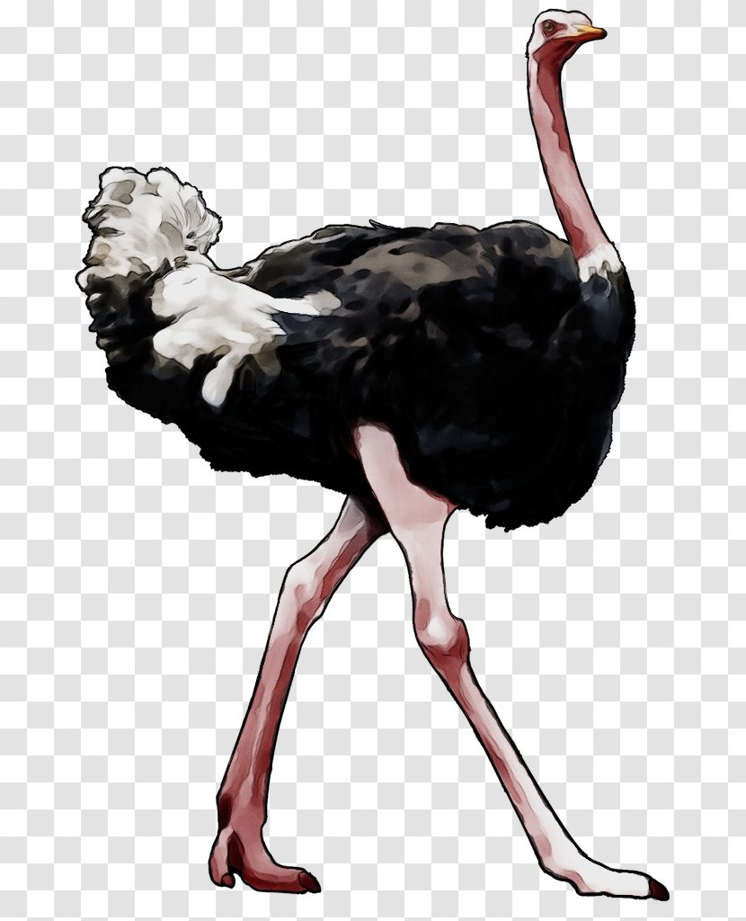 Ostrich Bird Ratite Flightless Beak - Watercolor - Wildlife Transparent PNG