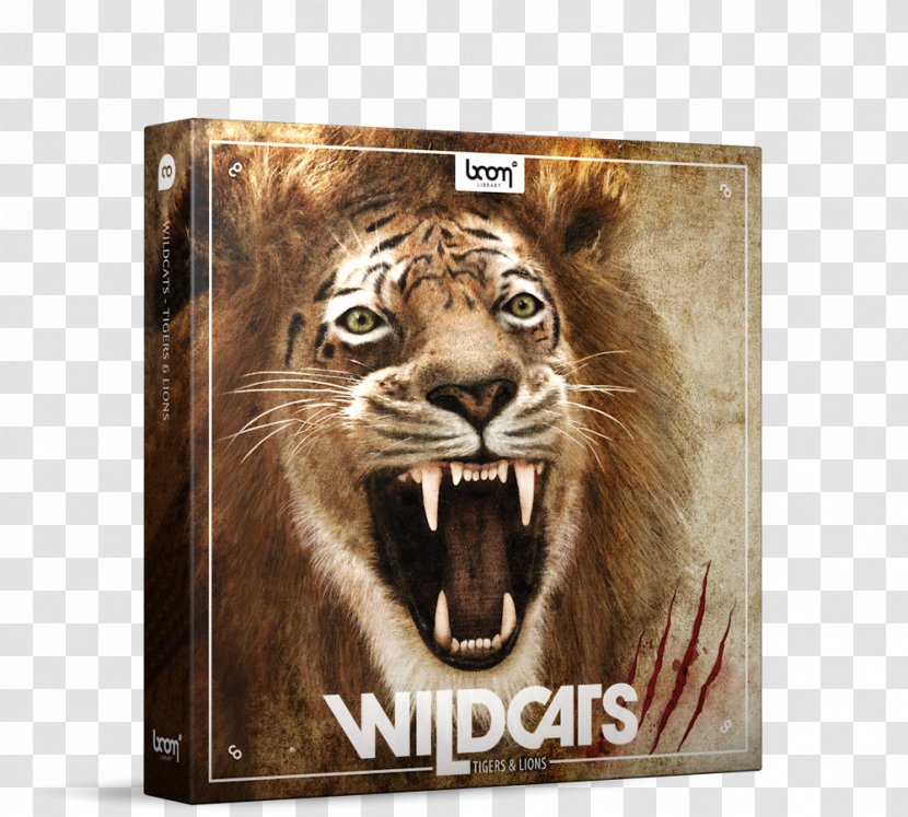 Lion Tiger Roar Sound Effect - Frame - Lions Transparent PNG